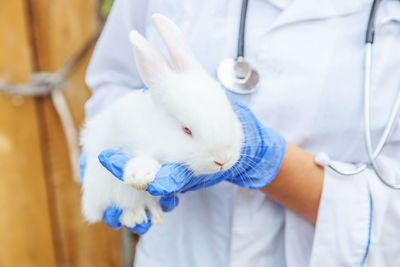 Midsection of man holding rabbit