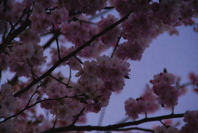 Low angle view of cherry blossom tree