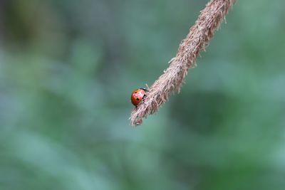 Close-up of ladybug on leaf