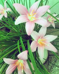 Close-up of red lily