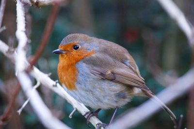 Robin perched on a branch