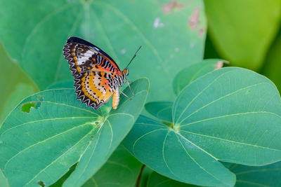 Butterfly on leaf