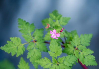 Close-up of pink flowering plant