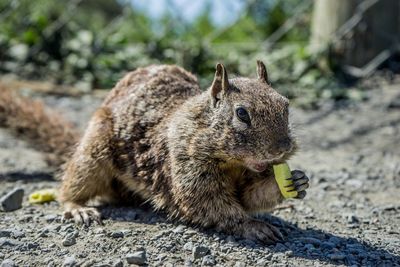 Close-up of squirrel on rock