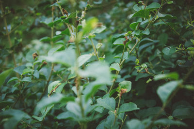 Plants growing on a tree