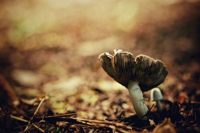 Close-up of fungus growing on field