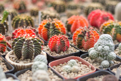 Close-up of succulent plant