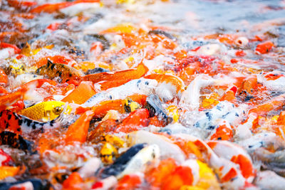 Full frame shot of orange water in container