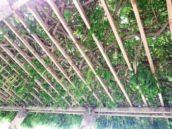 Close-up of bamboo structure