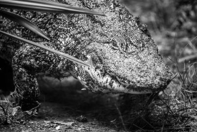 Close-up of an animal on field