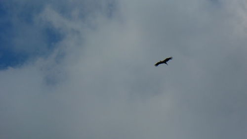 Low angle view of bird flying in sky