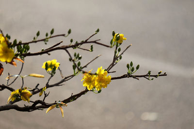 Close-up of yellow flowers against sky