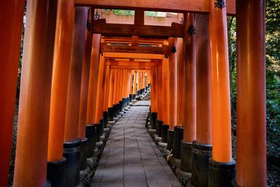 Red torii in kyoto