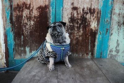 Portrait of dog sitting on wall