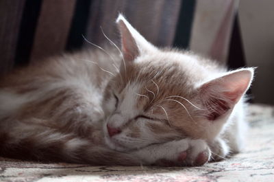 Close-up of cat resting