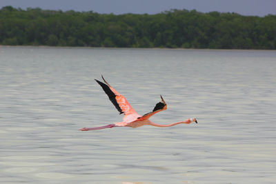 Flying flamingo in merida