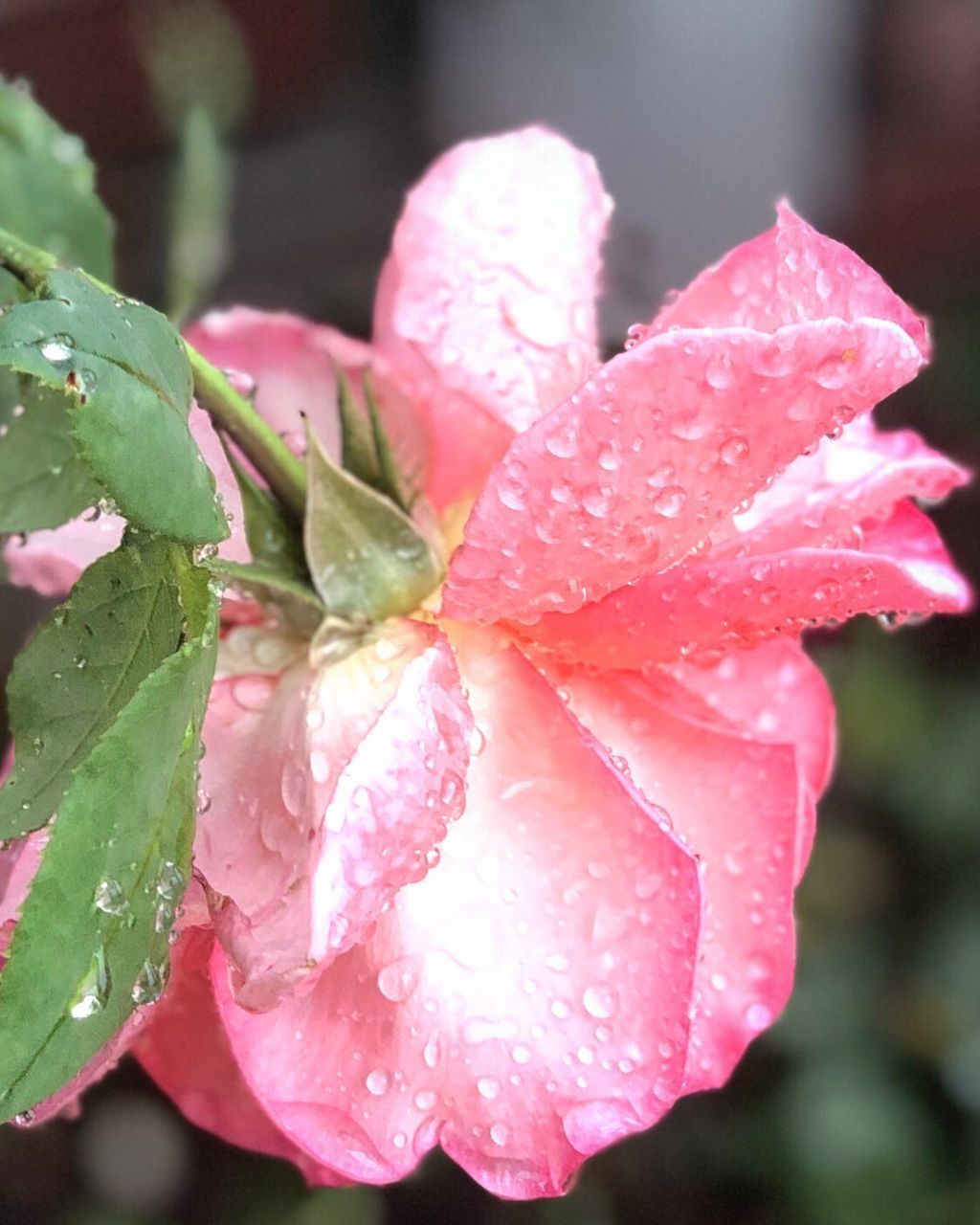 CLOSE-UP OF RAINDROPS ON PINK FLOWER