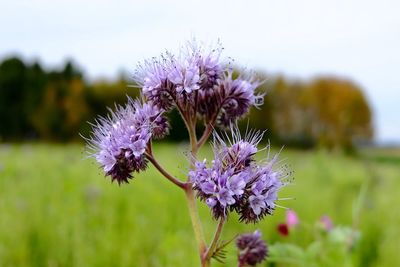 Close-up of insect on purple thistle flowers