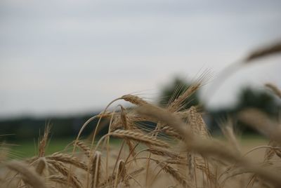 Close-up of wheat growing on field against sky