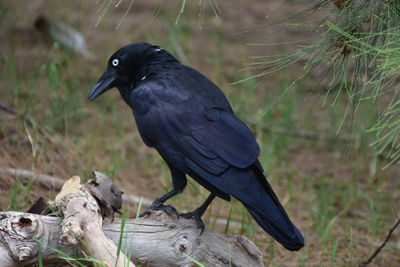 Close-up of bird perching on a field