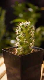 Close-up of plant