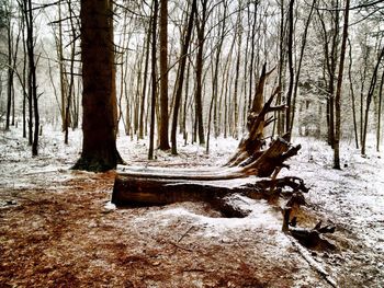 Bare trees in forest