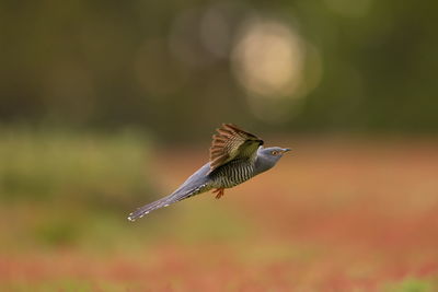 Close-up of bird flying