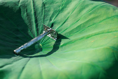 High angle view of butterfly on leaves