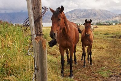 Horses standing on field against sky