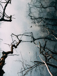 Bare tree branches against snow covered landscape