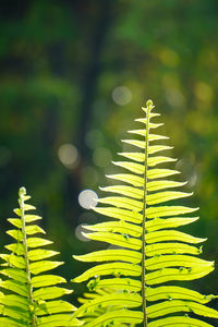 Close-up of plant