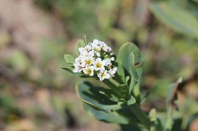 Close-up of white flowers