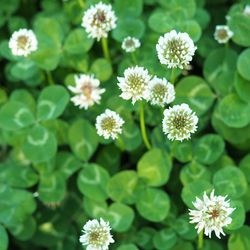 Close-up of white flowering plants