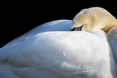 Close-up of swan