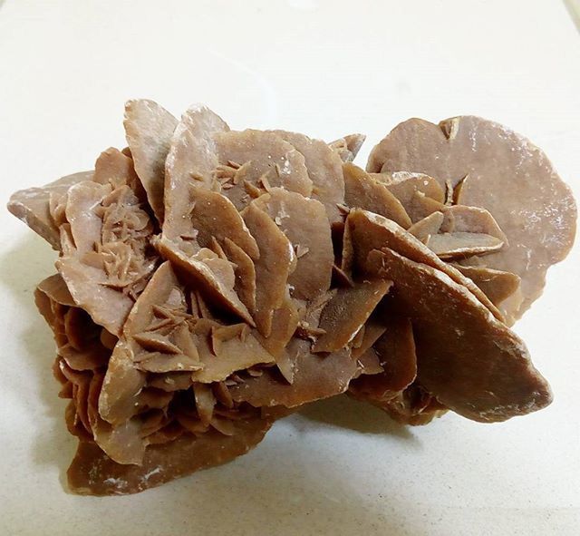 close-up, dry, still life, studio shot, white background, indoors, leaf, nature, no people, table, high angle view, brown, copy space, freshness, fragility, dead plant, natural pattern, wood - material, day, food and drink