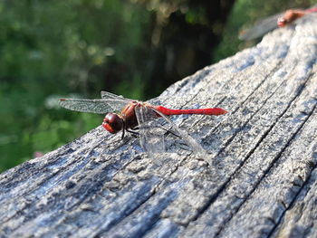 Close-up of dragonfly on wooden plank