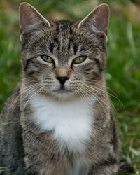 Close-up portrait of cat