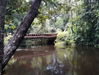 Scenic view of lake in forest