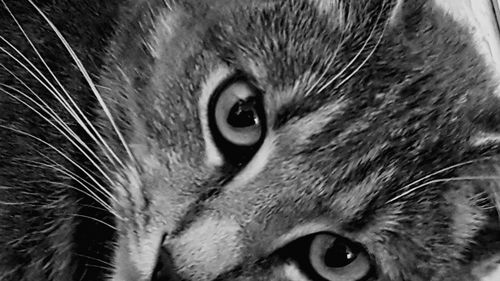 Close-up of cat