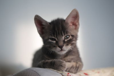 Close-up portrait of cat with kitten at home