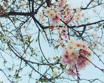 Low angle view of pink flowers blooming on tree