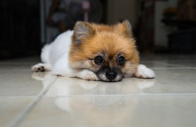 Close-up portrait of puppy