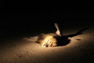 Lion lying on field at kruger national park during night