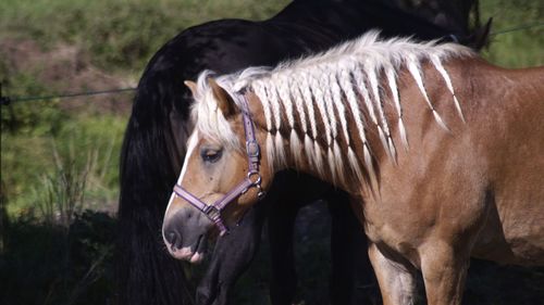 Horse standing in ranch