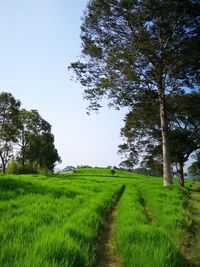 Scenic view of field against clear sky
