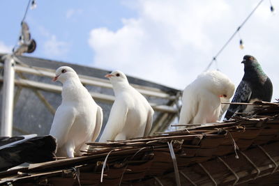 Low angle view of seagulls perching on basket