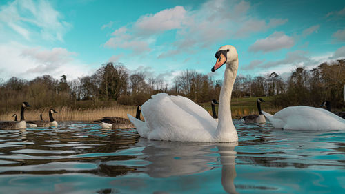 Swans swimming in lake against sky