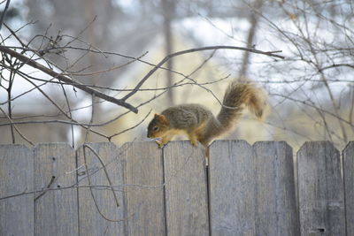 Squirrel on a tree