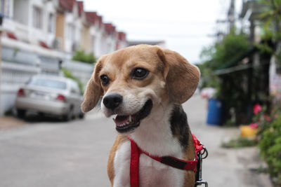 Portrait of dog looking away in city