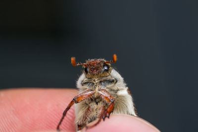 Close-up of a hand holding insect against black background